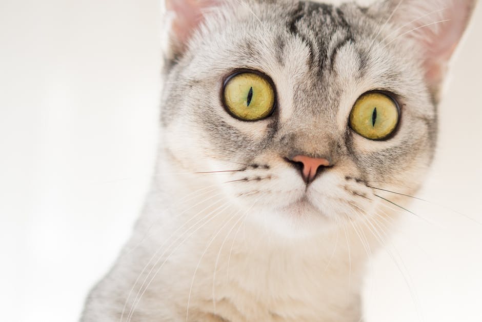 A close-up image of a cat's face with its eyes wide open and its ears facing forward, expressing curiosity and alertness.